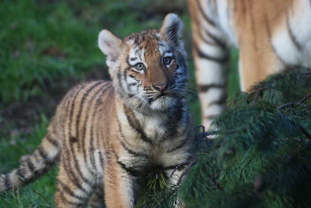 1. Tiger Cubs- Aisleen Greene, Dublin Zoo 2019