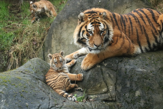 5. Tiger Cubs- Aisleen Greene, Dublin Zoo 2019